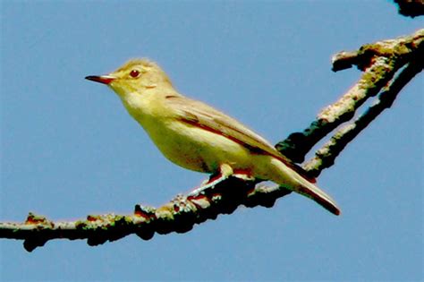 Spotvogel, de fenolijn en alle overige onderwerpen